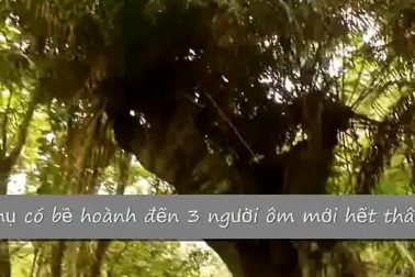 Cận cảnh cây thiên tuế cổ thụ 3 người ôm mới hết thân