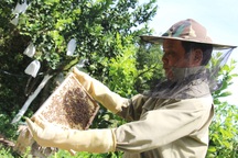 Hà Tĩnh: Làm giàu từ nuôi loài ..."ruồi có độc"