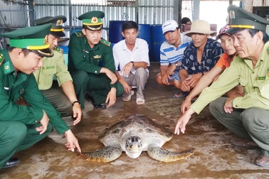 Bắt được rùa biển quý hiếm nặng 40kg