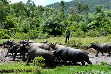 Sau 30 năm bền bỉ “rót” mồ hôi xuống rừng hoang, cựu binh thành tỷ phú