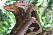 Bức ảnh bướm đêm có cánh như đầu rắn trên cây khiến cư dân mạng xôn xao