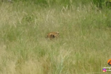 Màn đụng độ "không đội trời chung" giữa báo gê-pa và báo hoa mai