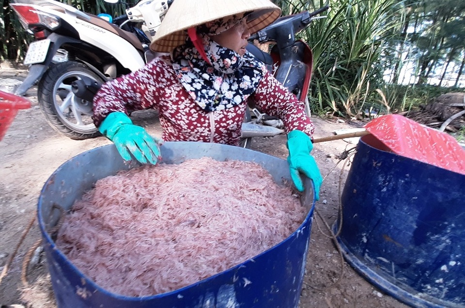 Ngư dân xứ Thanh trúng đậm lộc biển những ngày cuối năm - 12 Ngư dân xứ Thanh trúng đậm lộc biển những ngày cuối năm - 12