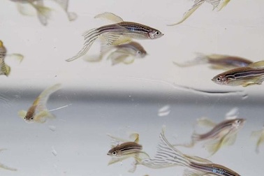 Giới khoa học Nga xác minh độc sinh thái của các hạt nano bạc