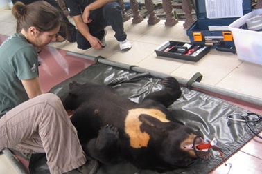 Đưa 8 con khỉ và gấu chó “nuôi nhốt” về với thiên nhiên