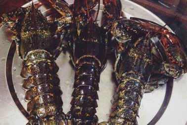 Tôm hùm Canada: Giá rẻ bất ngờ, chị em ăn thỏa thích