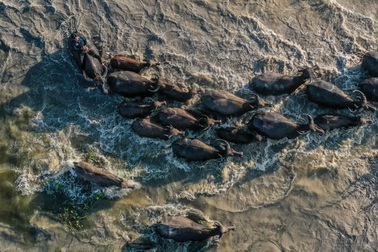 Đi tìm mùa len trâu ở cánh đồng nước nổi miền Tây