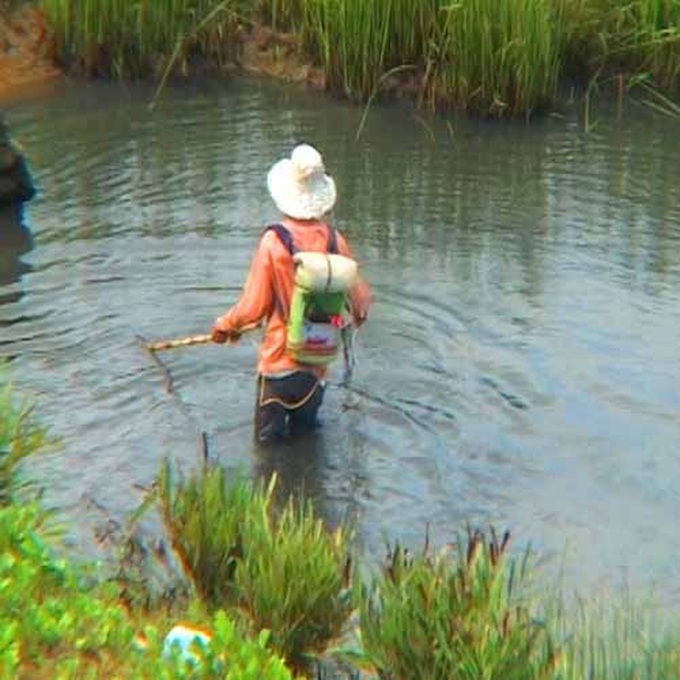 Đánh cá bằng xung điện.