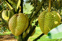 Cổ đông lo sầu riêng mất giá, bầu Đức: "Bán 20.000 đồng/kg vẫn có lời"