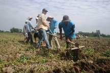 Xót xa: Khoai lang rớt giá thảm, đổ đống đầy đồng