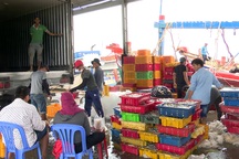 Sóc Trăng: Làng khô xứ biển tất bật ngày giáp Tết