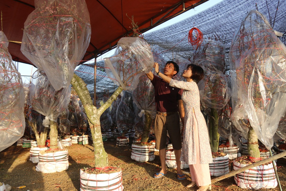 Mùa xuân phương Bắc theo chân hoa đào vào Tây Nguyên - 4 Mùa xuân phương Bắc theo chân hoa đào vào Tây Nguyên - 4