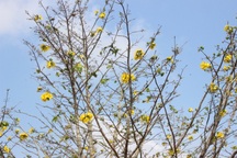 Mê mẩn với cây mai cổ thụ hơn 40 năm tuổi có giá 100 triệu đồng