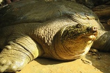 Hà Nội lên kế hoạch ghép đôi sinh sản rùa Hoàn Kiếm