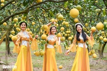 Hà Nội: Vườn bưởi Diễn hàng vạn quả vàng rực hút khách check-in