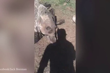 Lợn hoang tham ăn mắc kẹt trong bụng con bò