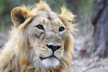 3 con sư tử quý hiếm bất ngờ bị tàu hoả đâm chết tại chỗ