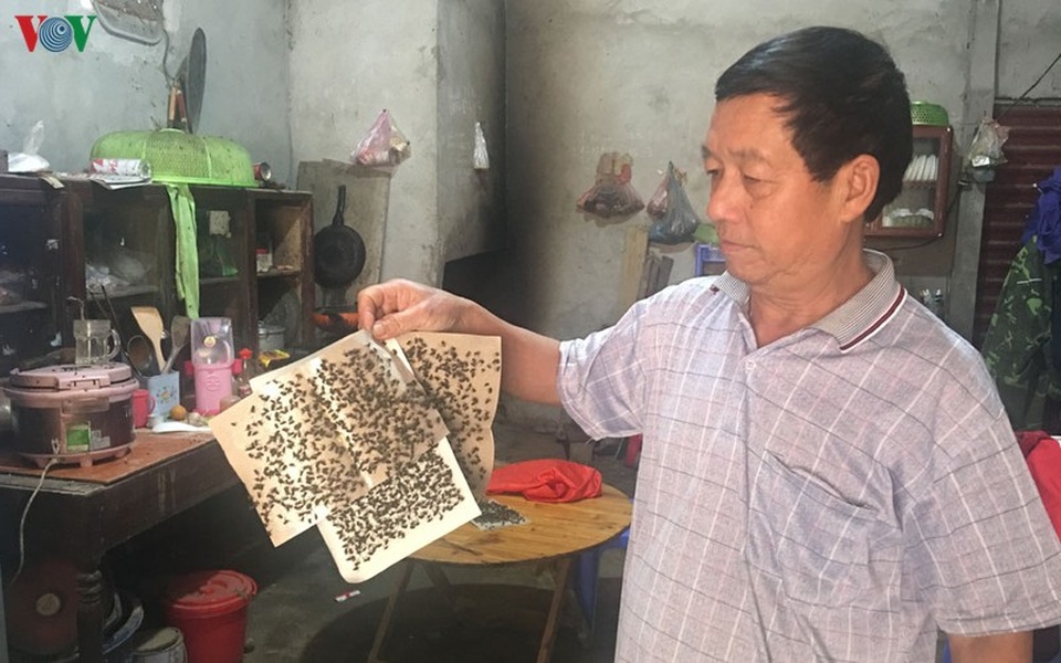Cuộc sống hàng trăm người dân Bắc Kạn đảo lộn vì ruồi - 2 Cuộc sống hàng trăm người dân Bắc Kạn đảo lộn vì ruồi - 2