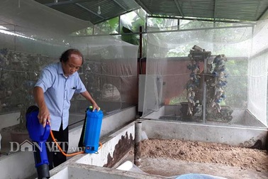 Chuyện lạ Thanh Hóa: Nuôi loài ruồi chết...quá sớm, kiếm bộn tiền