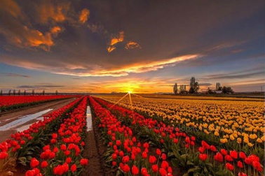 Những “thảm hoa” tuyệt đẹp trong sắc Xuân