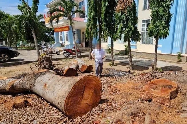 Vụ cây xanh trong trụ sở phường bị chặt bán: Nếu vi phạm sẽ chuyển công an - 1
