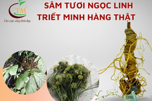 Sâm Ngọc  Linh "Quốc Bảo Việt Nam" - cẩn thận tránh tiền mất tật mang