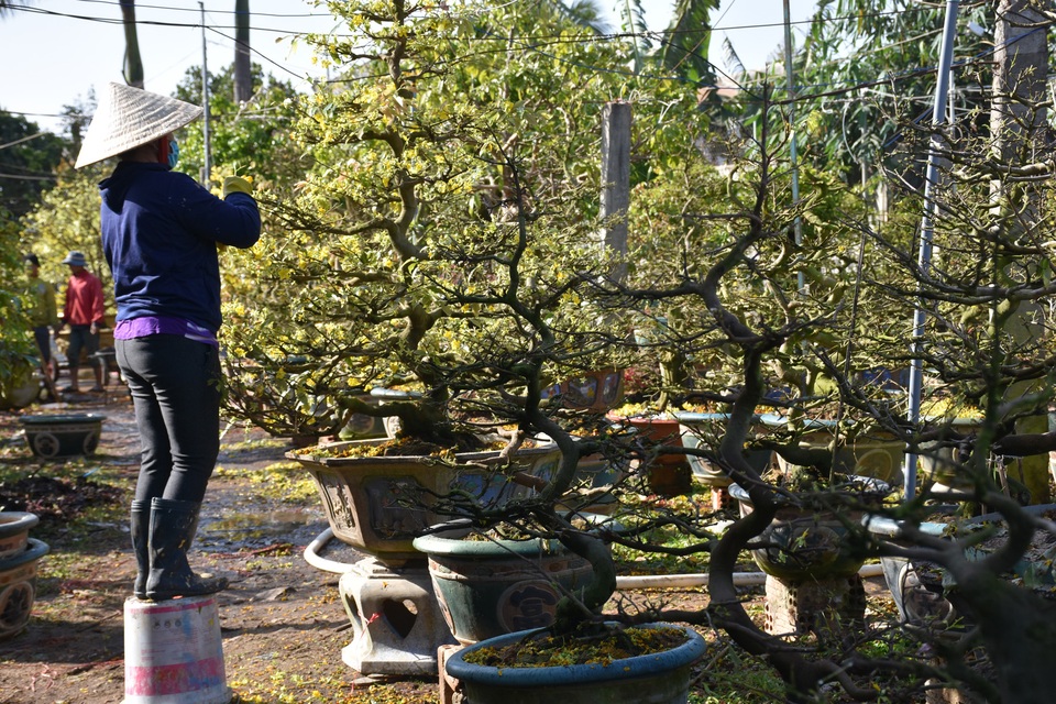 Gia Lai: Nhà vườn rộn ràng vào vụ trồng hoa mai sau Tết - 3 Gia Lai: Nhà vườn rộn ràng vào vụ trồng hoa mai sau Tết - 3