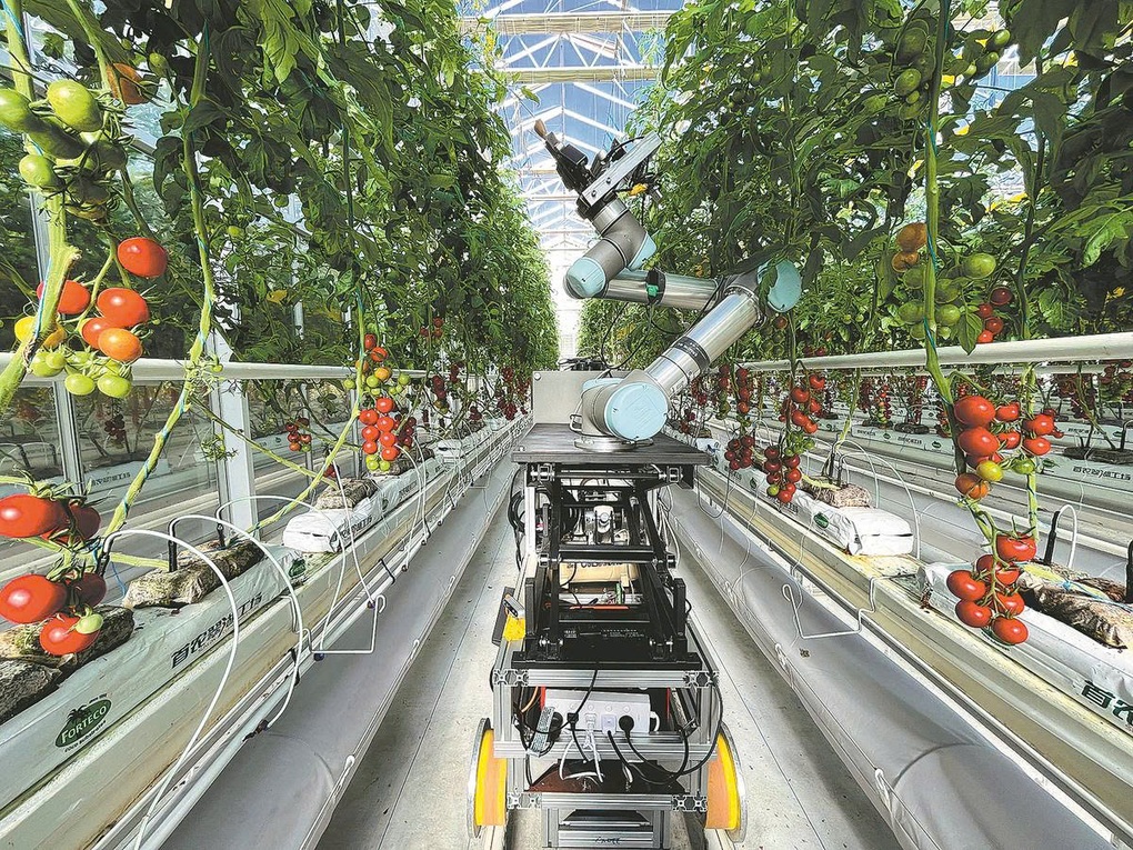 La technologie aide la Chine à battre le temps dans la course alimentaire - 2 Công nghệ giúp Trung Quốc vượt thời gian trong cuộc đua lương thực - 2