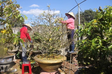 Các nhà vườn hút khách nhờ dịch vụ chăm cây mai sau tết