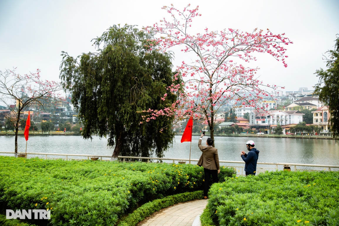 Sắc hoa anh đào Nhật Bản khoe sắc rực rỡ tại Sa Pa - 4 Sắc hoa anh đào Nhật Bản khoe sắc rực rỡ tại Sa Pa - 4