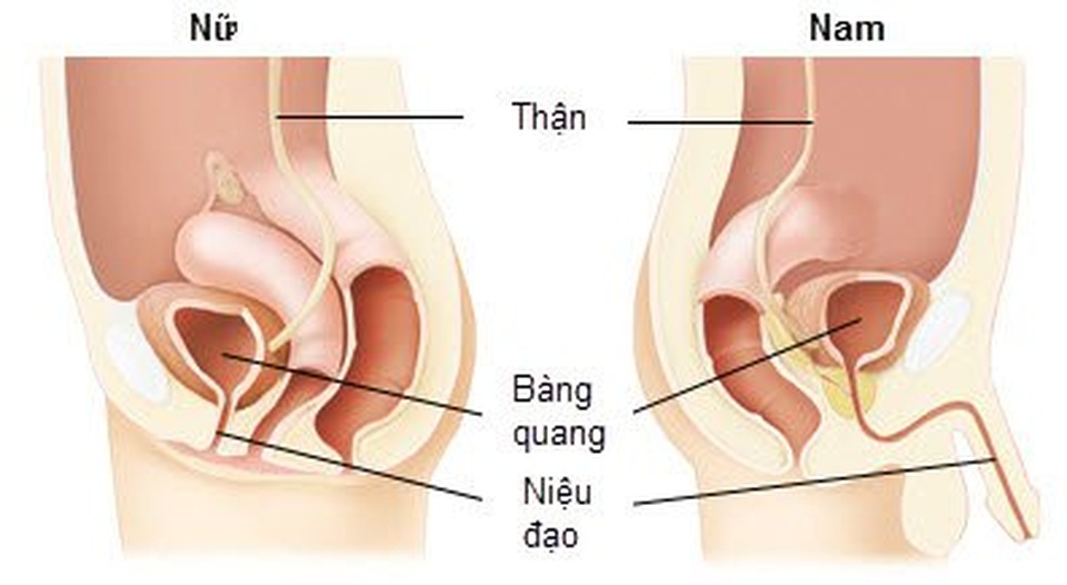 Yếu tố nào dẫn đến nguy cơ ung thư niệu đạo? - 1 Yếu tố nào dẫn đến nguy cơ ung thư niệu đạo? - 1