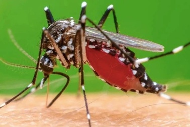 Muỗi đốt truyền bệnh Chikungunya lưu hành tại nhiều địa phương