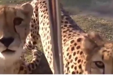 Tiếng kêu của báo săn khiến nhiều người bất ngờ