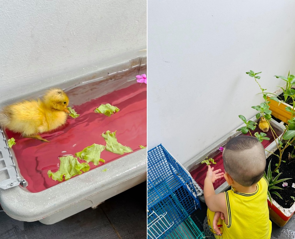 Trào lưu ấp trứng, nuôi vịt làm thú cưng cho con trong mùa dịch - 2 Trào lưu ấp trứng, nuôi vịt làm thú cưng cho con trong mùa dịch - 2