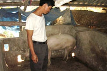 Hệ lụy buồn từ “bão” dịch tai xanh 