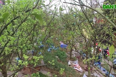 Chán mua hoa bưởi theo cân, dân Hà thành vung tiền lấy cả cây lẫn chậu