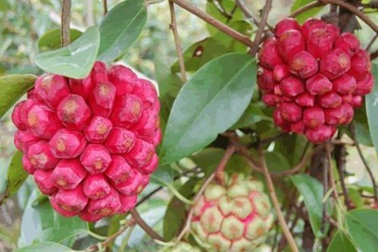 Na lạ ruột đỏ rực, đắt gấp 3 na thường hút khách