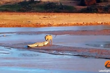 Cá sấu đại chiến với sư tử để tranh cướp con mồi