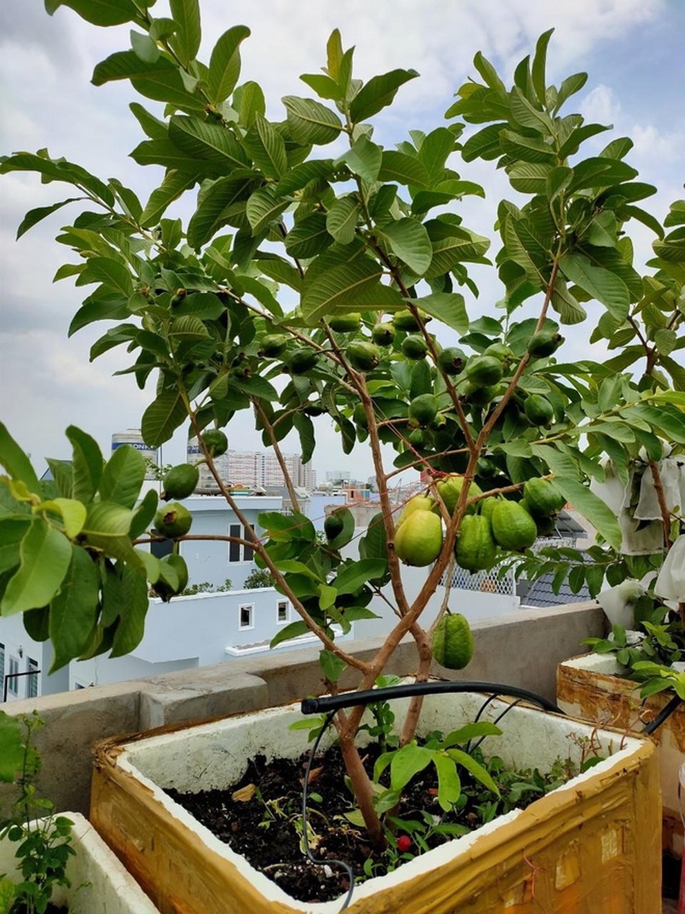 Loạt gia đình ở Việt Nam đưa vườn trái cây lên cao, thu hoạch cả tạ/năm - 3 Loạt gia đình ở Việt Nam đưa vườn trái cây lên cao, thu hoạch cả tạ/năm - 3