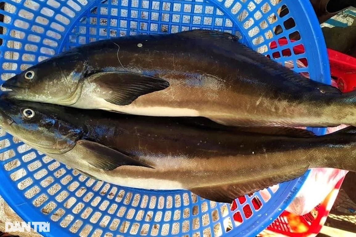 Nuôi loài cá hay nhõng nhẽo đòi ăn, ông bà phù hộ mới giàu được - 6 Nuôi loài cá hay nhõng nhẽo đòi ăn, ông bà phù hộ mới giàu được - 6