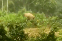 Voi rừng ngang nhiên vào nhà dân tìm thức ăn, phá tài sản