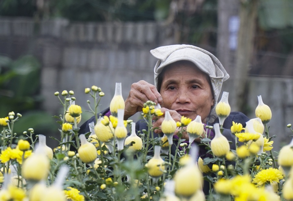 Làng hoa Phù Vân rực rỡ trên vùng chiêm trũng Hà Nam - 8 Làng hoa Phù Vân rực rỡ trên vùng chiêm trũng Hà Nam - 8
