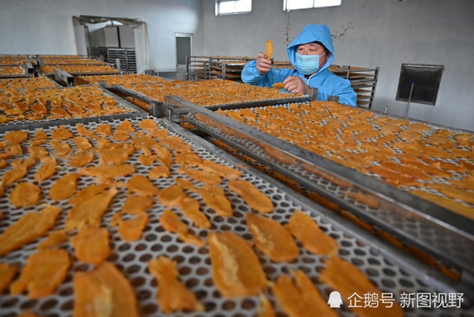 Ôm nợ để làm giàu, người đàn ông kiếm hơn 3 tỷ đồng mỗi năm nhờ thứ... đầy ngoài đồng - 2 Ôm nợ để làm giàu, người đàn ông kiếm hơn 3 tỷ đồng mỗi năm nhờ thứ... đầy ngoài đồng - 2
