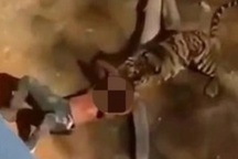 Sống sót thần kỳ sau khi trượt chân rơi xuống chuồng hổ ở Ả rập Xê út