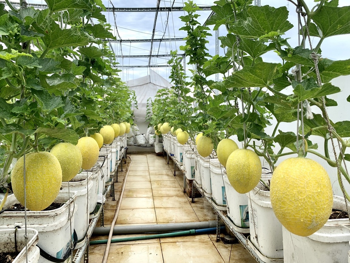 Vườn dưa lưới sai lúc lỉu, thu hoạch cả tạ dưa mỗi năm của ông bố ở TPHCM - 2 Vườn dưa lưới sai lúc lỉu, thu hoạch cả tạ dưa mỗi năm của ông bố ở TPHCM - 2