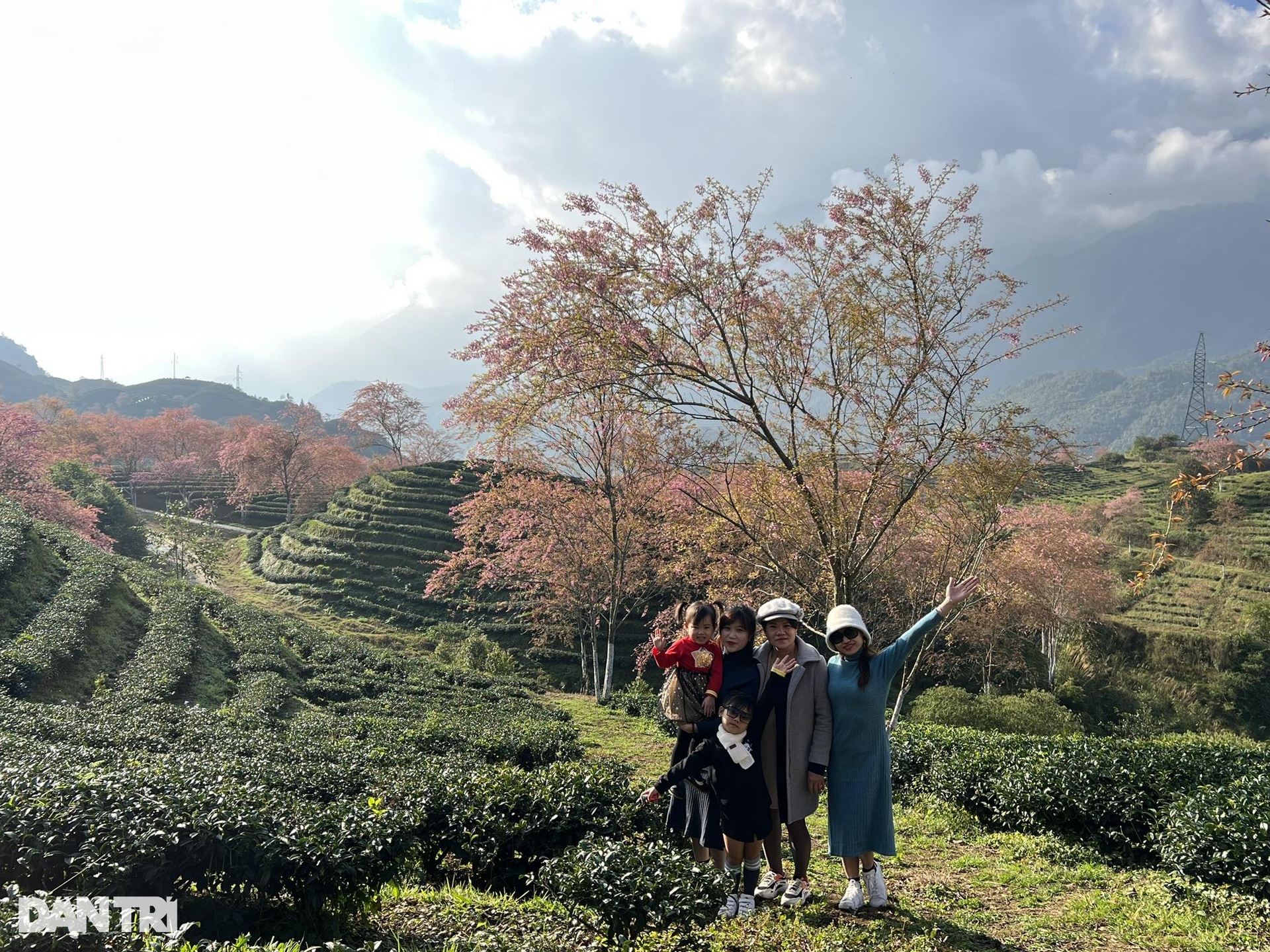 Mai anh đào khoe sắc hồng rực rỡ giữa đồi chè xanh Sa Pa - 11 Mai anh đào khoe sắc hồng rực rỡ giữa đồi chè xanh Sa Pa - 11