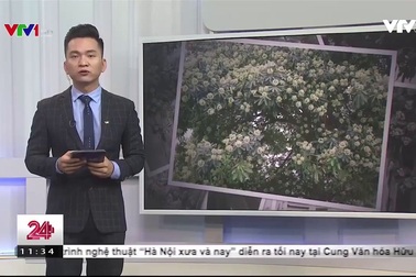 Nỗi ám ảnh hoa sữa