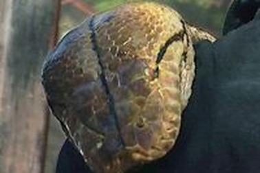 Giáp mặt con trăn "đồ sộ" nhất thế giới