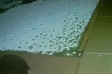 Phản ứng đáng yêu của chú gấu con khi thấy tuyết rơi