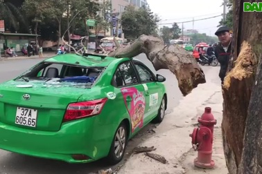 Xe taxi bị cây đè trúng